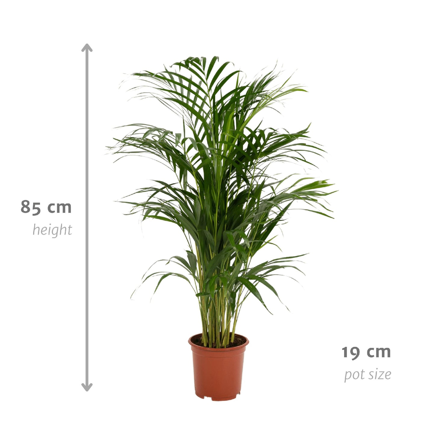 Areca palm - Ø19cm - ↕85cm