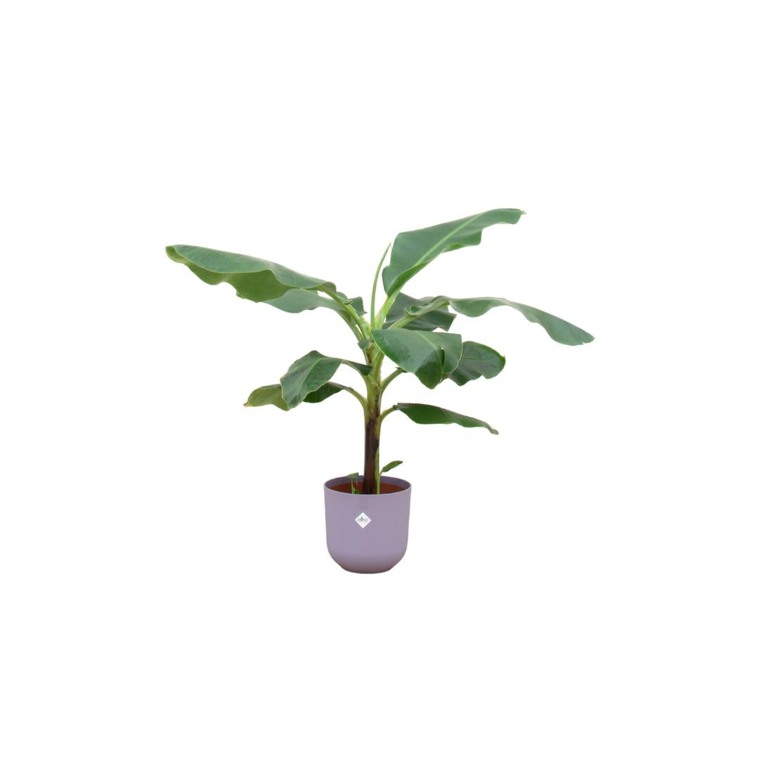 Combi deal - Bananenplant (Musa) inclusief elho Jazz Round geel Ø23 - 100 cm