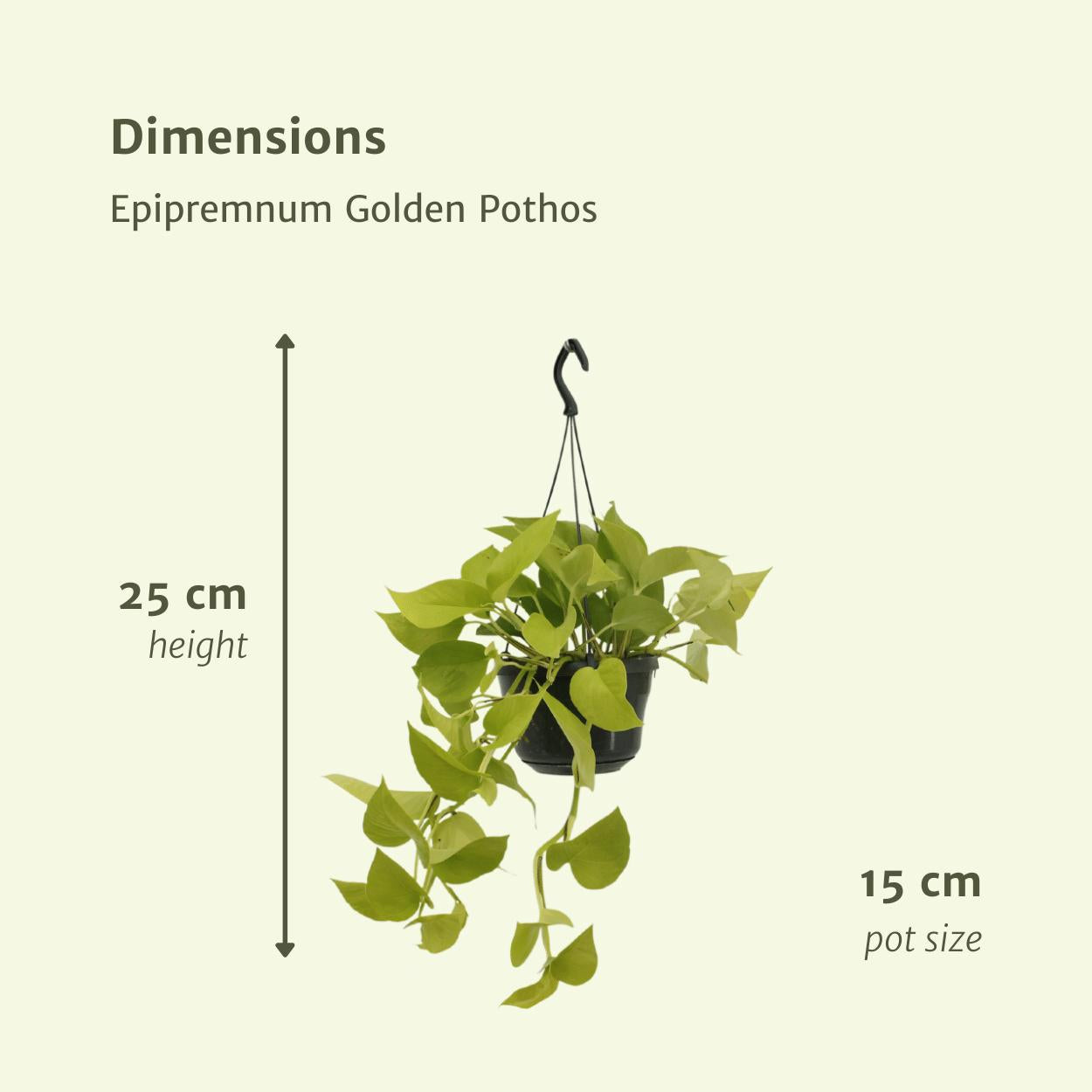 Epipremnum Golden Pothos (Scindapsus) - 2 stuks - Ø15cm - ↕25cm