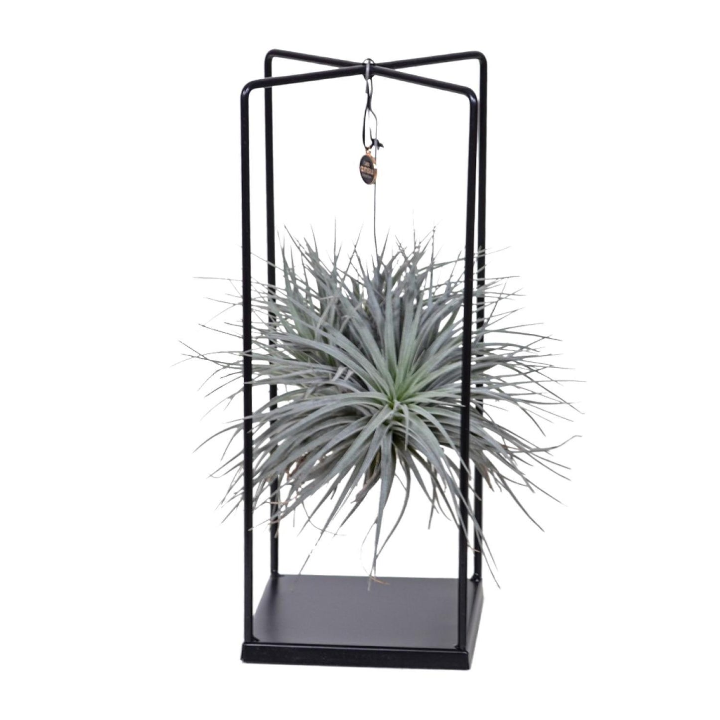 Tillandsia Cube Ionantha Abdita - Ø20cm - ↕20cm