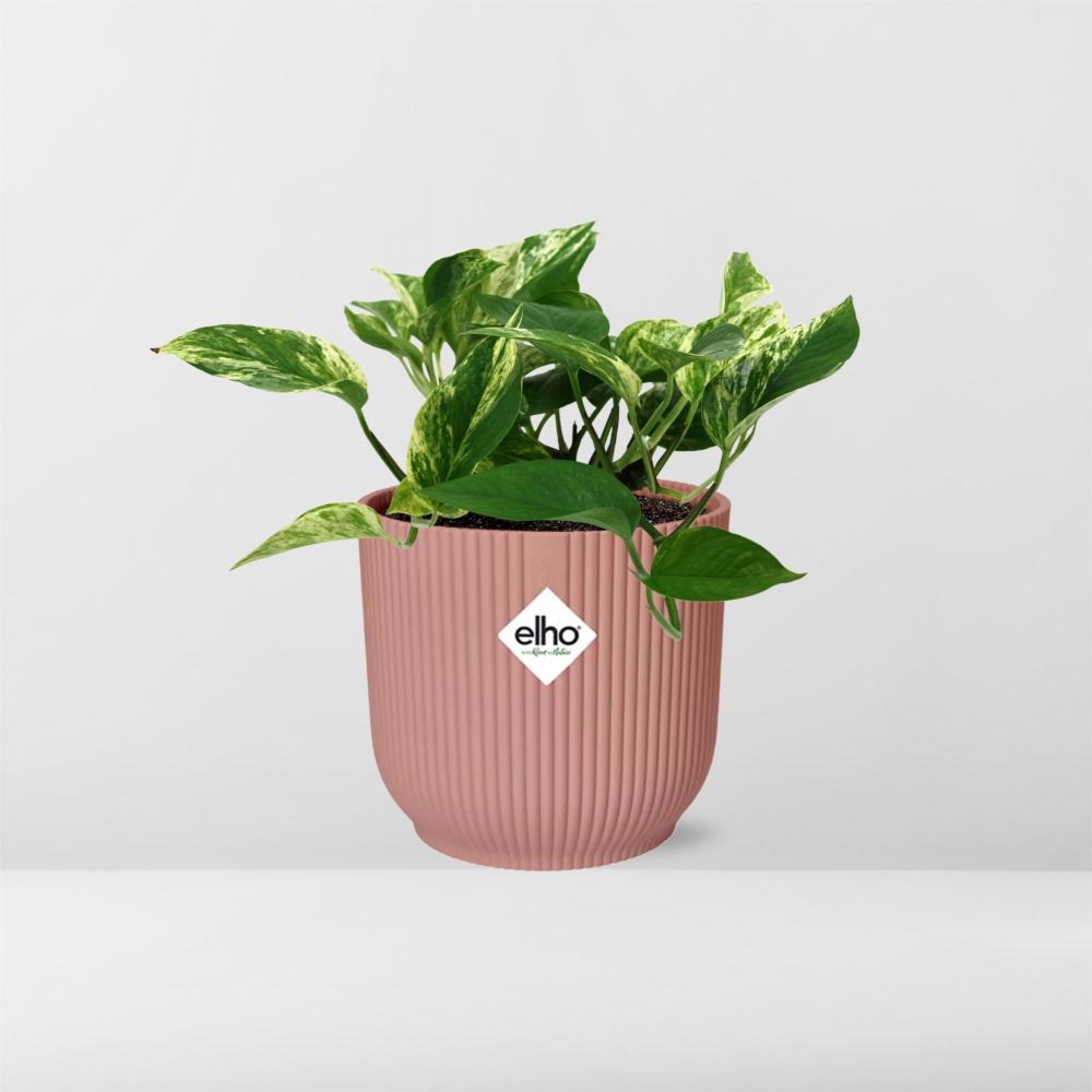 Scindapsus (Epipremnum) Marble Queen in ELHO Vibes Fold 14cm roze