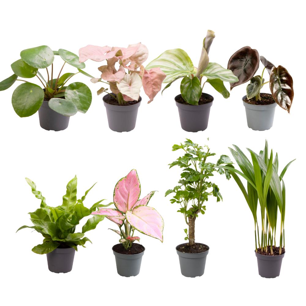 8 Mini Plantjes Cadeaubox