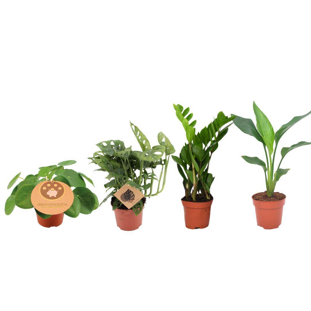 4 stuks Musthave Plantenbox