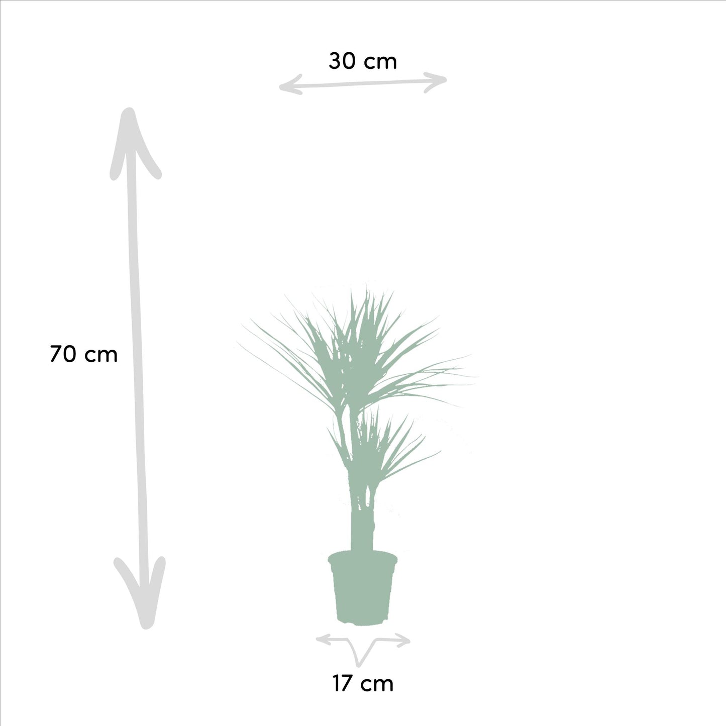 2x Dracaena