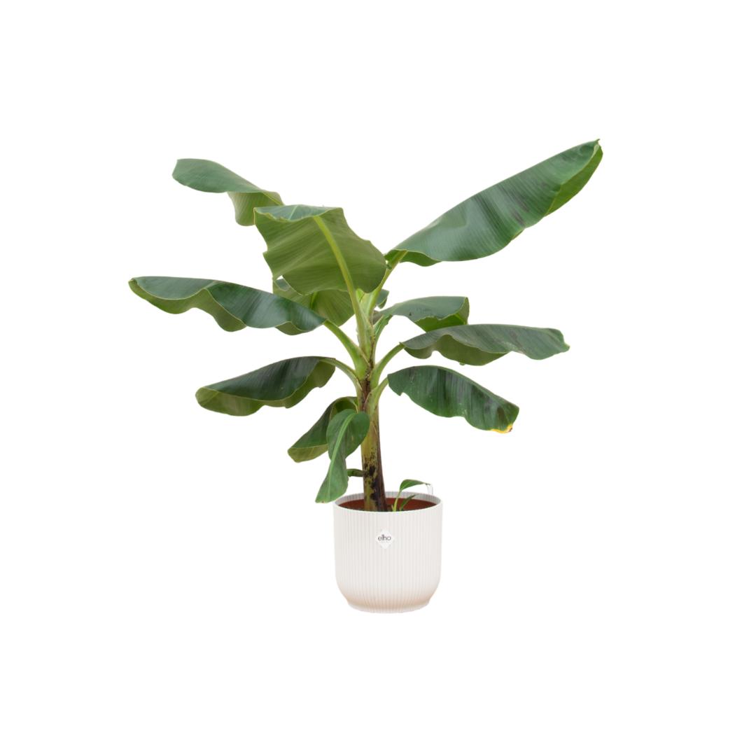 Combi deal - Bananenplant (Musa) inclusief elho Vibes Fold Round blauw Ø22 - 100 cm