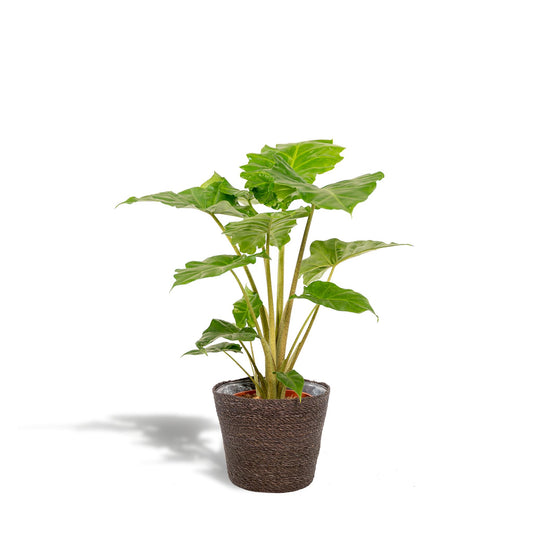 Alocasia Portodora - Ø21cm - ↕80cm + Mand Igmar