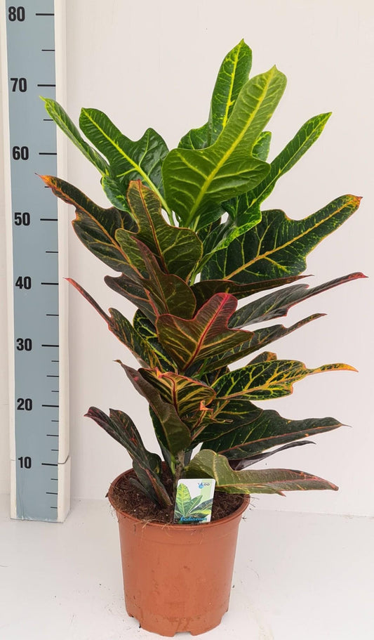 Codiaeum Excellent - Ø19cm - ↕65cm