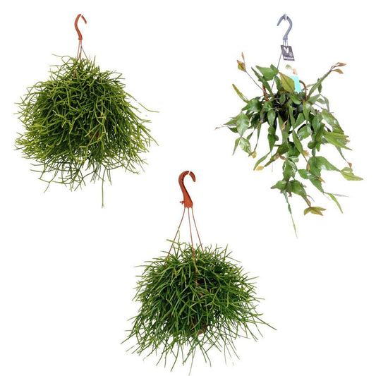 Rhipsalis hangmix - 3 stuks - potmaat 17cm - hoogte 25/45cm