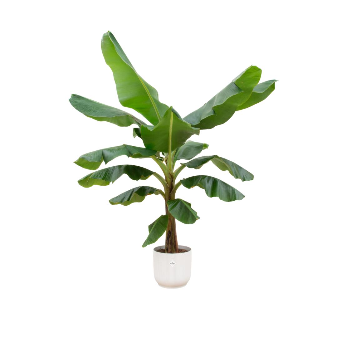 Combi deal - Bananenplant (Musa) inclusief elho Vibes Fold Round blauw Ø30 - 180 cm