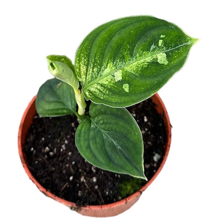 Aglaonema Pictum Bicolor - Ø10,5cm - ↕15cm