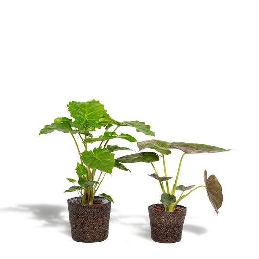 Alocasia Wentii - Ø19cm - ↕60cm + Alocasia Portodora - Ø19cm - ↕75cm + Mand Igmar