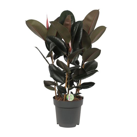 Ficus Abidjan - Ø27cm - ↕90cm