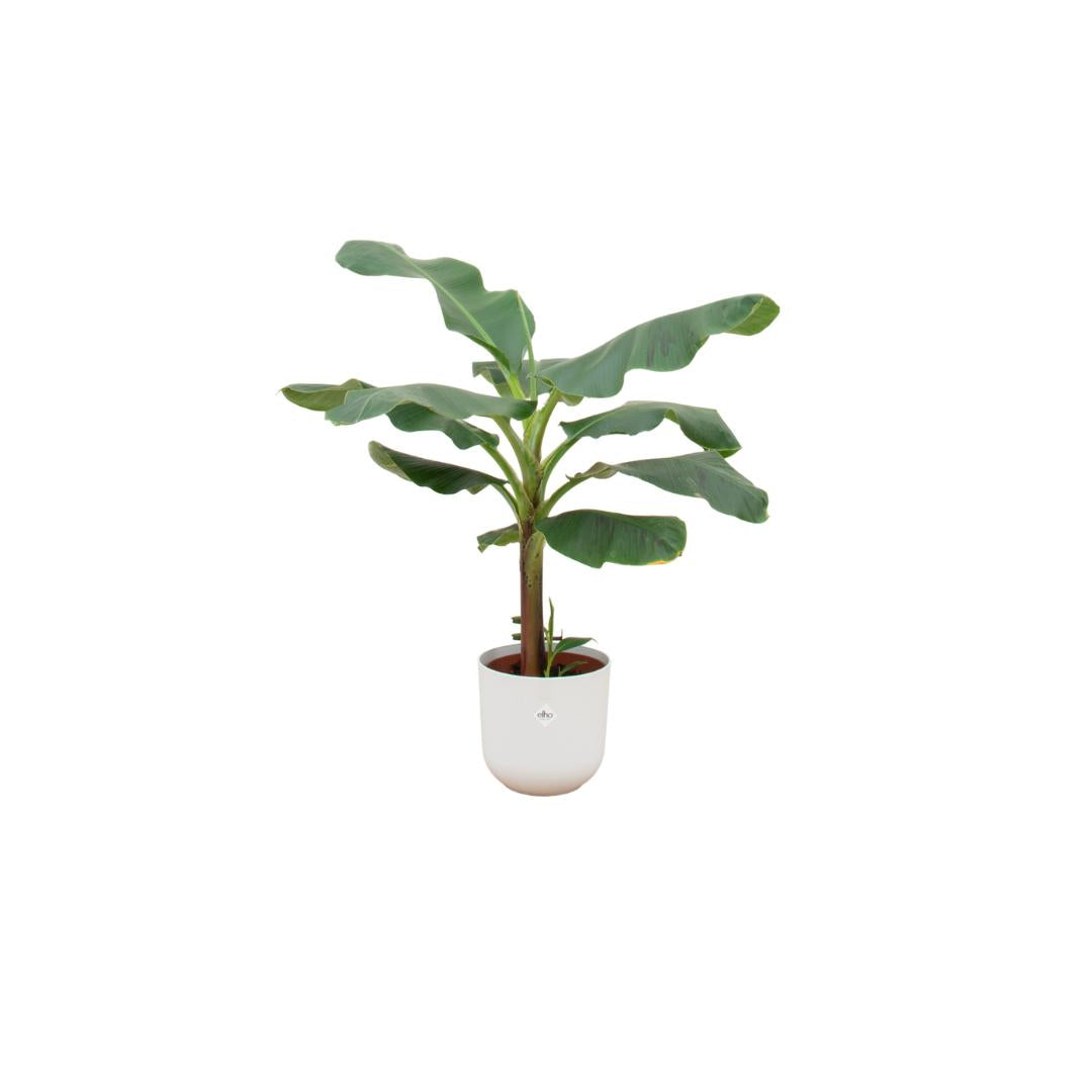 Combi deal - Bananenplant (Musa) inclusief elho Jazz Round geel Ø23 - 120 cm