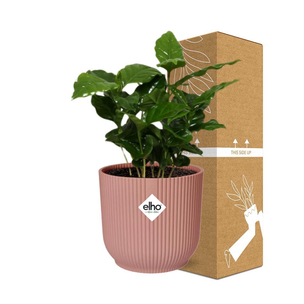 Coffea Arabica in ELHO Vibes Fold 14cm roze