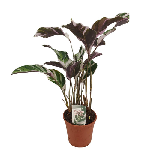 Calathea Fusion White Basic