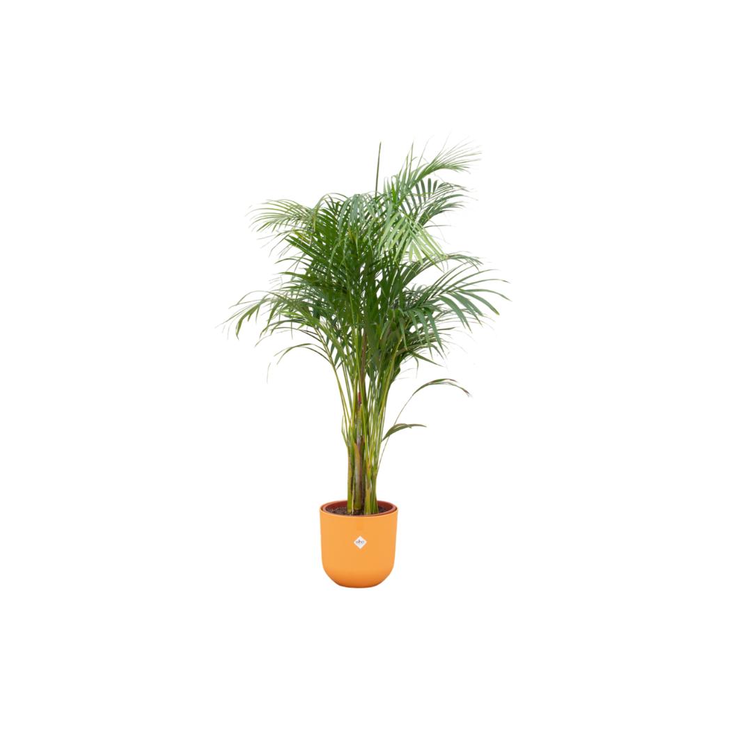 Combi deal - Areca palm inclusief elho Jazz Round wit Ø26 - 140 cm