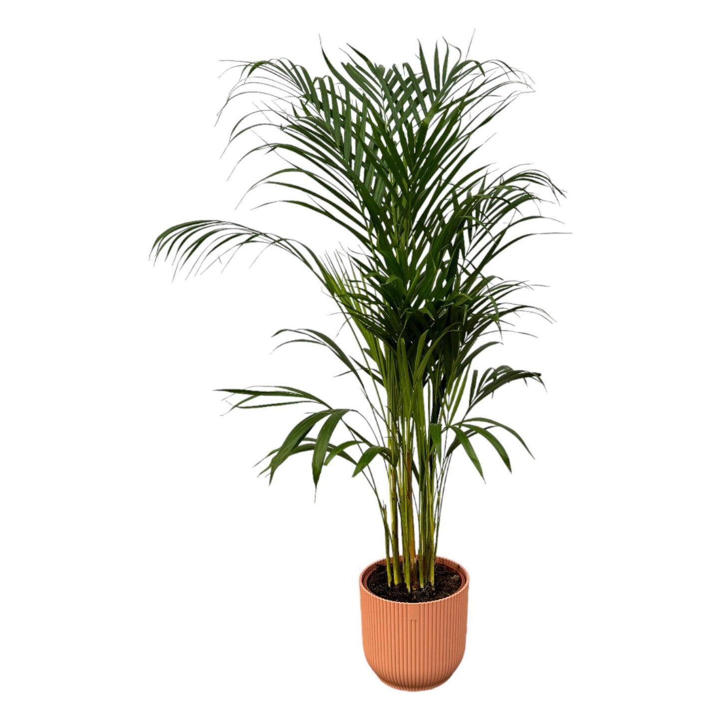 Areca palm - Ø21cm - ↕110cm