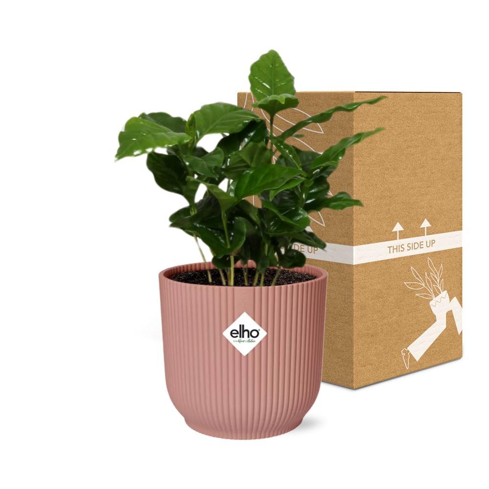 Coffea Arabica in ELHO Vibes Fold 14cm roze