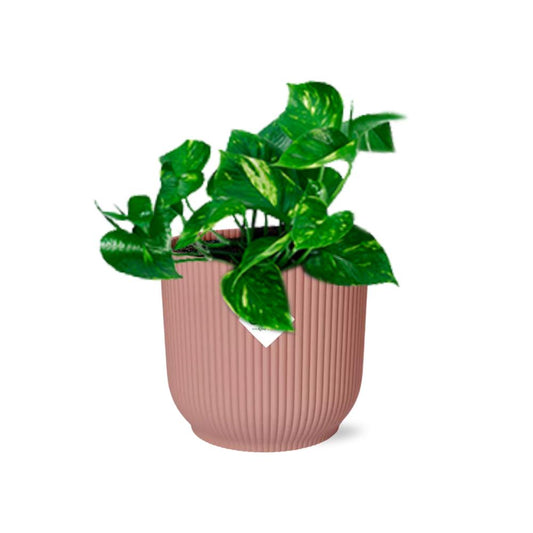 Epipremnum Pinnatum ‘Aureum’ in ELHO Vibes Fold 14cm roze