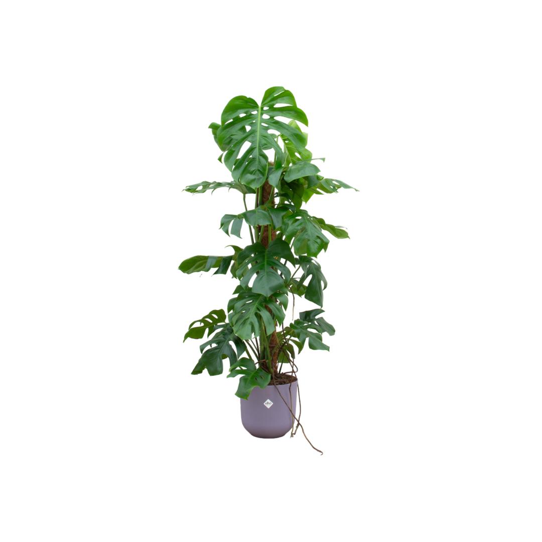 Combi deal - Monstera Pertusum XL inclusief elho Jazz Round wit Ø26 - 120 cm