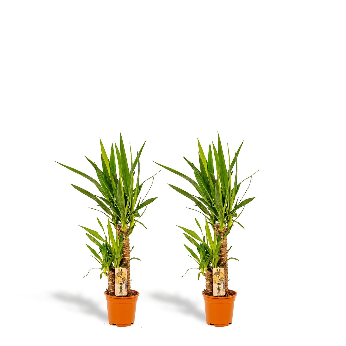 2x Yucca