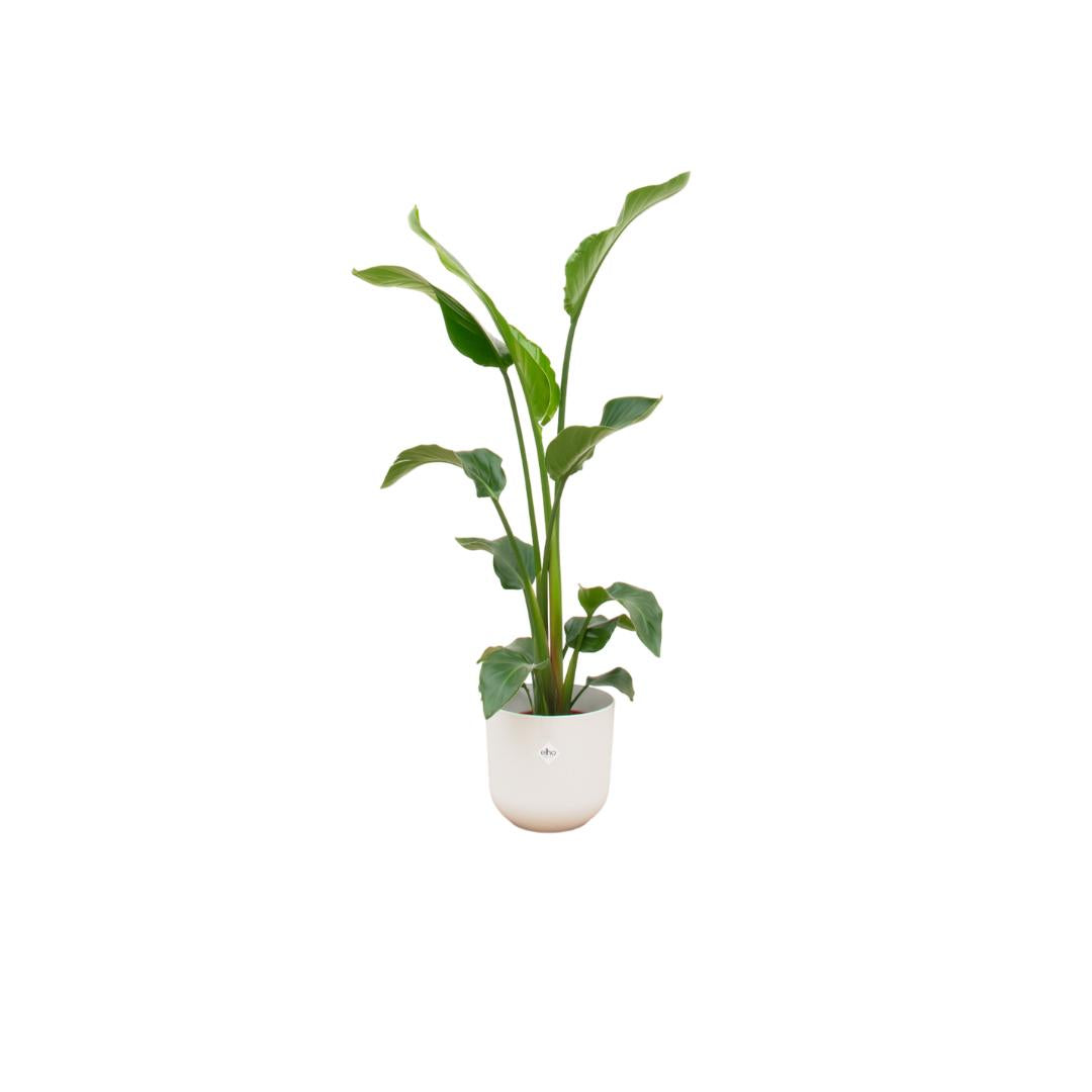 Combi deal - Strelitzia Nicolai inclusief elho Jazz Round geel Ø23 - 100 cm