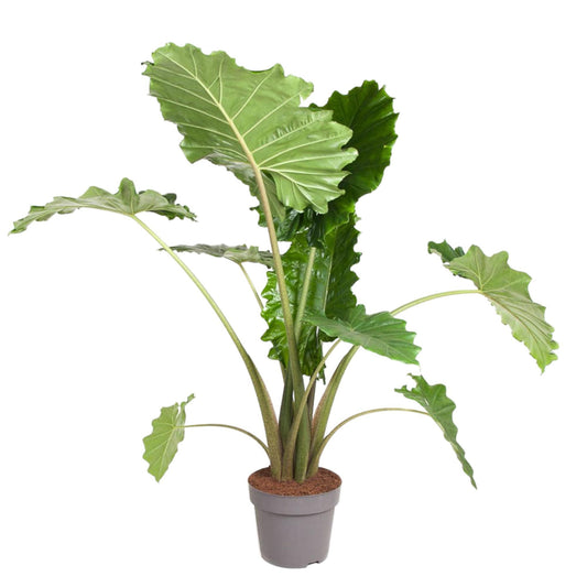 Alocasia Portodora - 150 cm - ø32