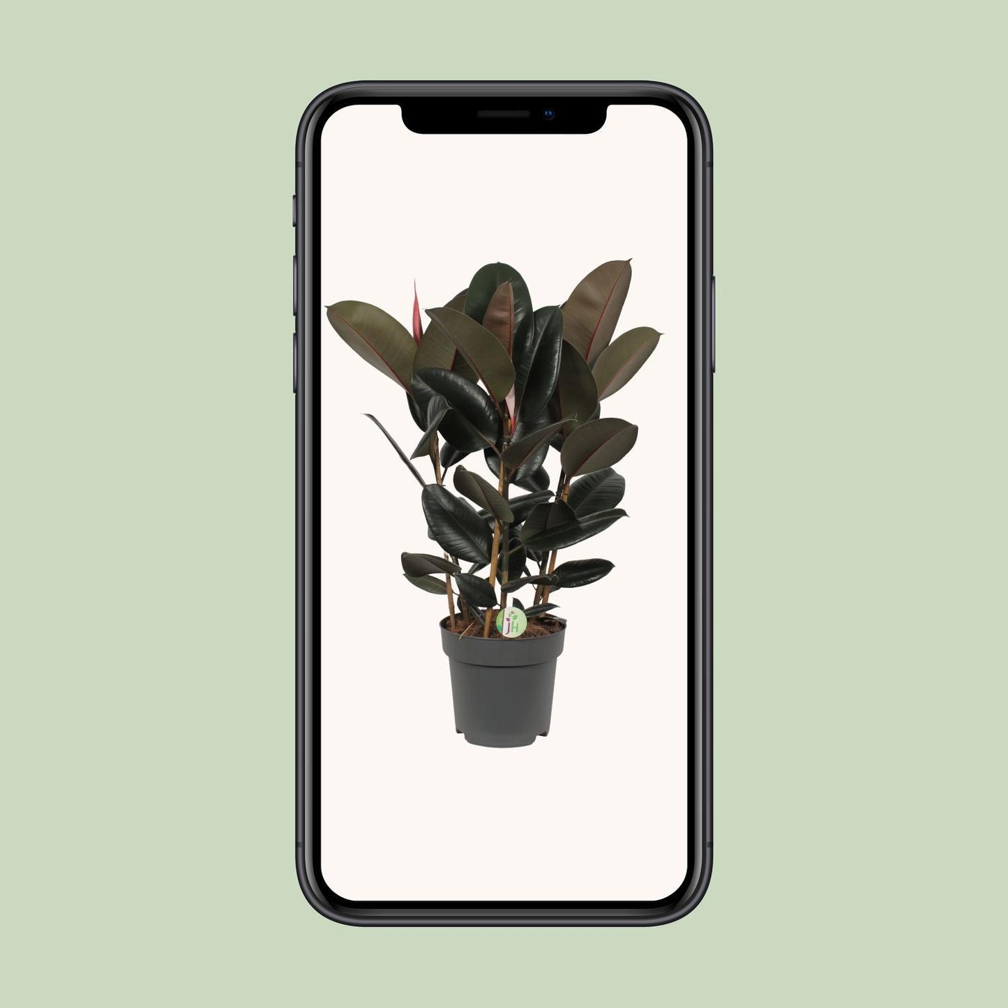 Ficus Abidjan - Ø27cm - ↕90cm