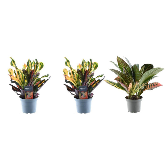 Croton mix van 3 planten