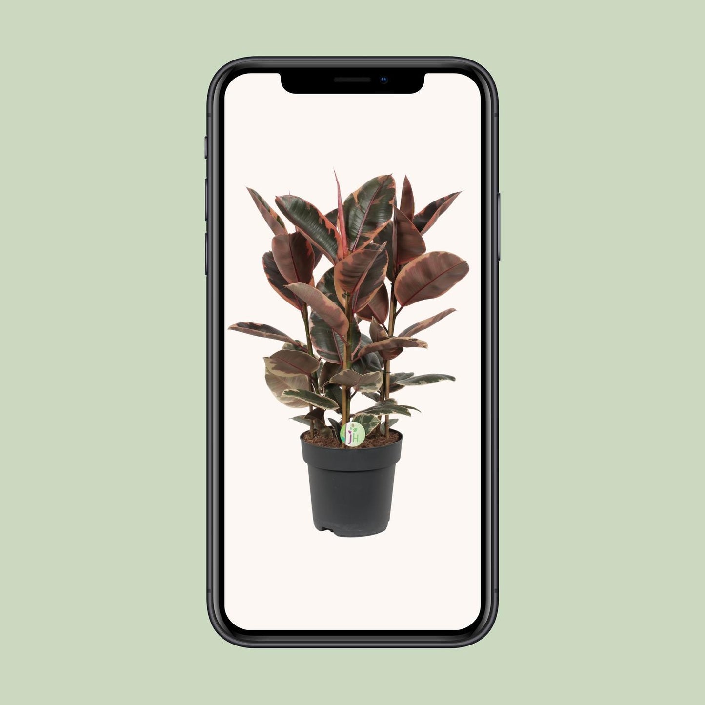 Ficus Belize - Ø27cm - ↕80cm