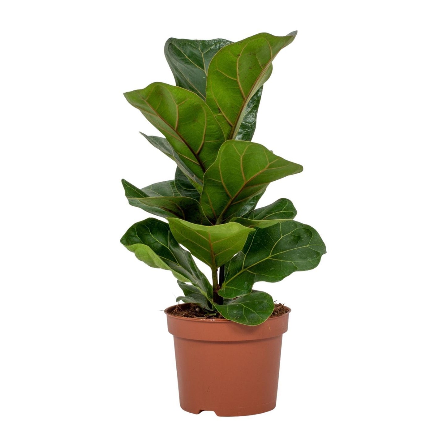 Ficus Lyrata