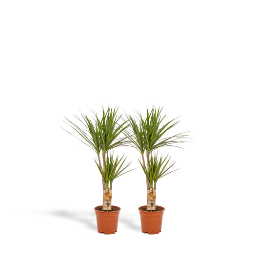 2x Dracaena